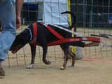 Canine Weight Pull