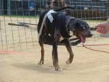 Canine Weight Pull