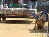 Canine Weight Pull