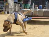 Canine Weight Pull
