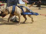 Canine Weight Pull