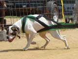 Canine Weight Pull