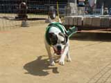 Canine Weight Pull