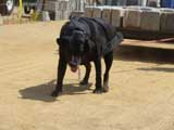 Canine Weight Pull