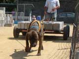 Canine Weight Pull