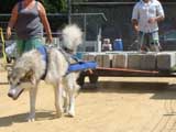 Canine Weight Pull