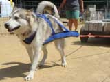 Canine Weight Pull