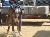 Canine Weight Pull
