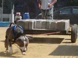 Canine Weight Pull