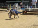Canine Weight Pull