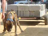 Canine Weight Pull