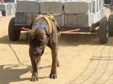 Canine Weight Pull