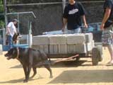 Canine Weight Pull