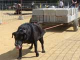 Canine Weight Pull
