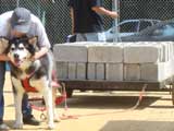Canine Weight Pull