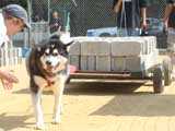 Canine Weight Pull