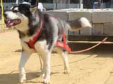 Canine Weight Pull