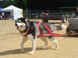 Canine Weight Pull