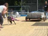 Canine Weight Pull