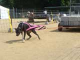 Canine Weight Pull