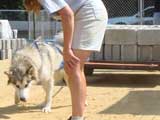Canine Weight Pull