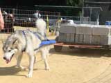 Canine Weight Pull