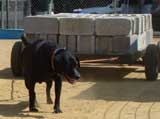 Canine Weight Pull