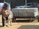 Canine Weight Pull