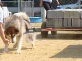 Canine Weight Pull
