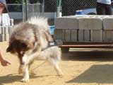 Canine Weight Pull
