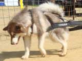 Canine Weight Pull