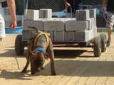Canine Weight Pull