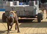 Canine Weight Pull