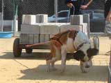 Canine Weight Pull
