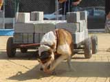 Canine Weight Pull