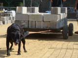 Canine Weight Pull