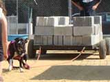 Canine Weight Pull