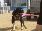 Canine Weight Pull