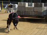 Canine Weight Pull