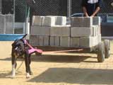 Canine Weight Pull