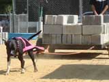 Canine Weight Pull