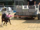 Canine Weight Pull