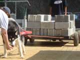 Canine Weight Pull