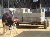 Canine Weight Pull