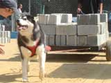Canine Weight Pull
