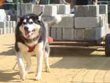 Canine Weight Pull