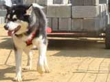 Canine Weight Pull