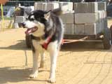 Canine Weight Pull