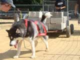 Canine Weight Pull