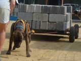 Canine Weight Pull